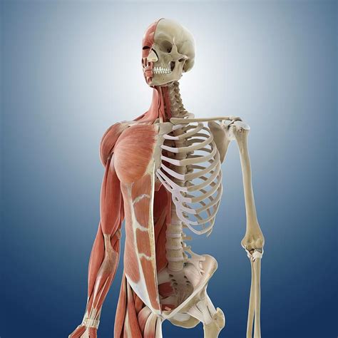 Torso Anatomy Muscles Human Anatomy Torso Skeleton Wi