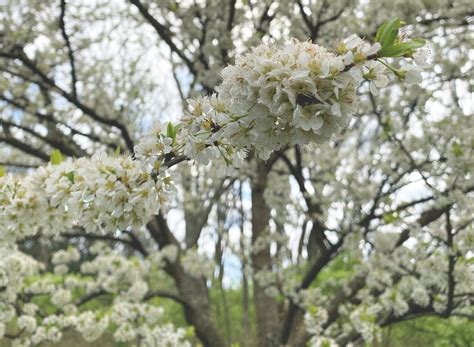 Tennessee Trees Flowering This Spring Nashville Landscaping