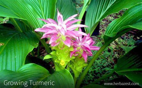 Turmeric Root Is Known As The Golden Spice For Its Rich Yellow Color