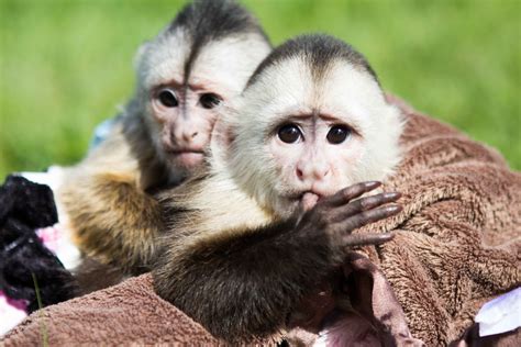 How Many Babies Do Capuchin Monkeys Have Peepsburghcom