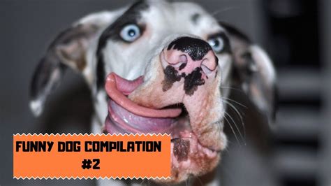 Funny Dog Compilation 2 Youtube