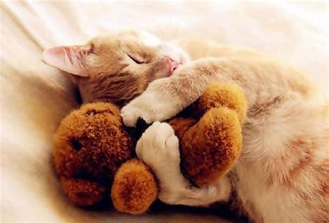 10 Cute Pictures Of Animals Cuddling