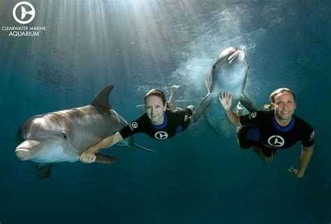 Trainers Swimming With Winter And Hope Clearwater Marine Aquarium