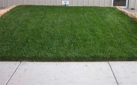 Titan Rx Turf Type Tall Fescue 5 Pound Bag Lawn Grass Groundcover