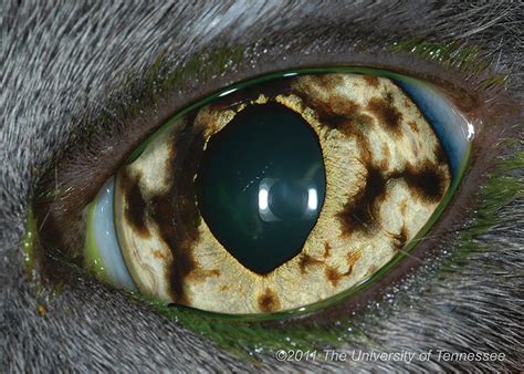 Iris melanoma is a primary intraocular tumor with a high potential risc for metastasis, characterized by the presence of a single or a multiple hyperpigmentation however, not any hyperpigmentation should be handled as a melanom, is required differential diagnosis with melanosis, iris nevi, iris cysts, iridal. Common Ophthalmic Neoplasms in Dogs & Cats | Veterinary ...