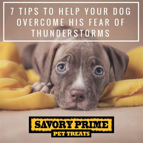 7 Tips To Help Your Dog Overcome His Fear Of Thunderstorms Savory