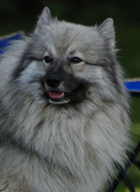 Keeshond Information Dog Breeds At Thepetowners