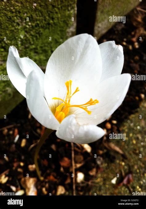 White Autumn Crocus Colchicum Speciosum Album Stock Photo Alamy