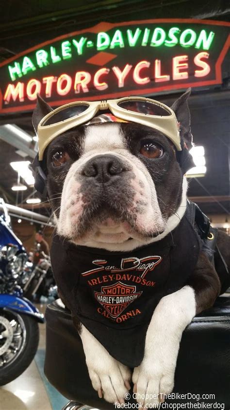 Biker Dog Stripped Of Therapy Animal License Over Motorcycle Gear