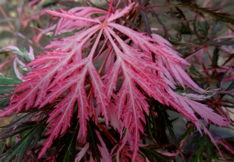 Acer Palmatum Dissectum Hana Matoi Cutleaf Japanese Maple Kigi