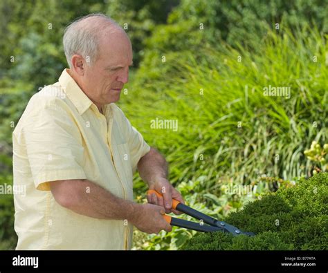 Senior Man Pruning Hedges Stock Photo Alamy