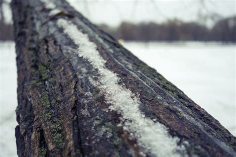 Snow And Ice On A Bark Of Tree Stock Image Image Of Lakes Early