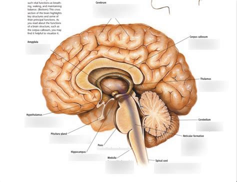 Parts Of The Brain Part Diagram Quizlet
