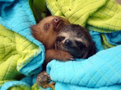 Baby Sloths Hugging Adorable Animals Pinterest