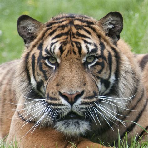 Sumatran Tiger Face Jim Nicholson Flickr