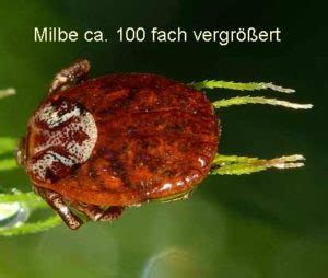 Sie können nicht nur lästig sein. Grasmilben - Neotrombicula autumnalis - Milben und Scabies ...