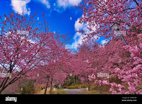 Beautiful Cherry Blooms Sakura Tree In The Park Cherry Blossom