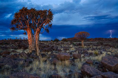 Quiver Trees Namibia Earth Pictures National Geographic Travel