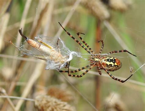 Banded Garden Spider Argiope Trifasciata © Banded Garden Flickr