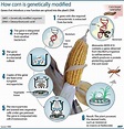 3 Main GMO types in the world for seed