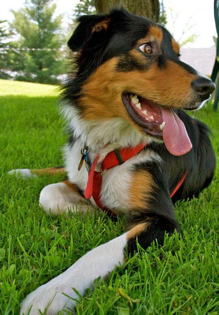 Border Collie Bernese Mountain Dog Mix Puppies All About The