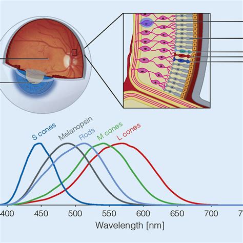 8 Overview Of The Retina Photoreceptorsa Schematic View Of The Eye