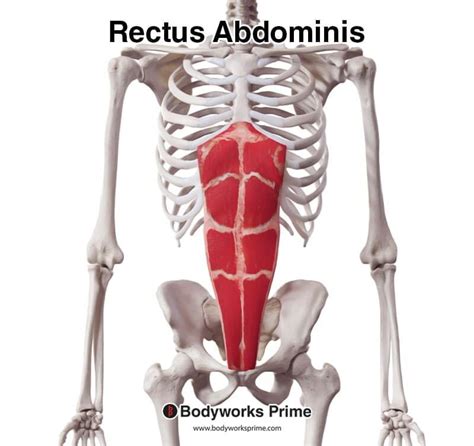 Rectus Abdominis Muscle Anatomy Bodyworks Prime