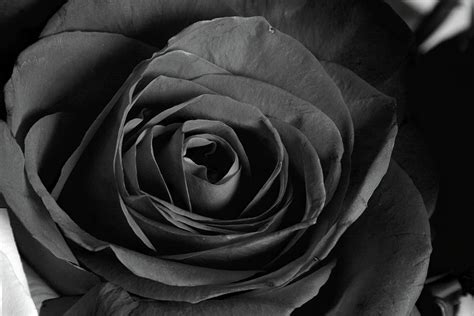 Black Rose In Black And White Photograph By Allen Penton Pixels
