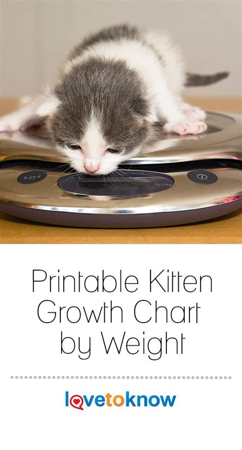 Kitten Growth Chart By Month