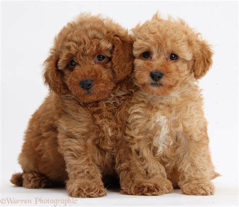 Dogs Two Cute Red Toy Poodle Puppies Photo Wp39329