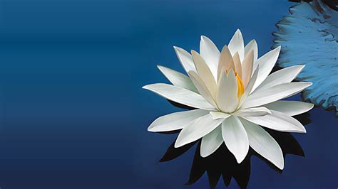 Lotus Flower Wallpapers ·① Wallpapertag