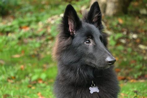 The Belgian Shepherd Your Ultimate Breed Information Guide Your Dog