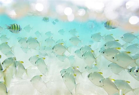 Flock Of Fish Photograph By Danilovi Fine Art America