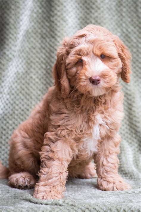 winnie caramel male 41 archview labradoodles llc