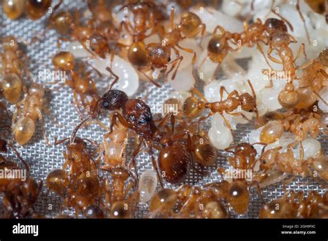 Fire Ant Colony Queen Hi Res Stock Photography And Images Alamy