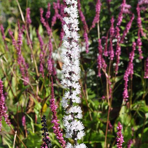 Actaea Simplex Black Negligee Claire Austin