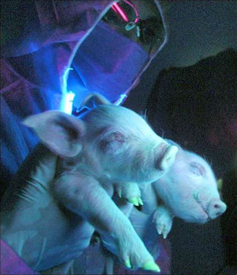 Scientists Create Glow In The Dark Pigs Weird But True News