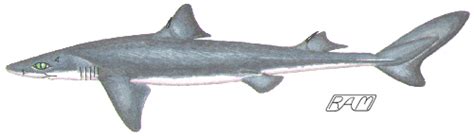 Squaliformes Dogfish Sharks
