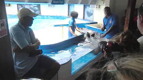 We also stock a large range of pet food, accessories and care products. Petting sharks in Curacao Sea Aquarium - YouTube