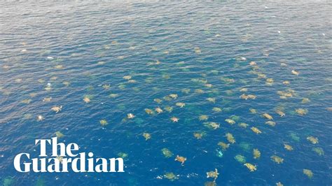 Great Barrier Reef Drone Footage Allows Researchers To Count 64000