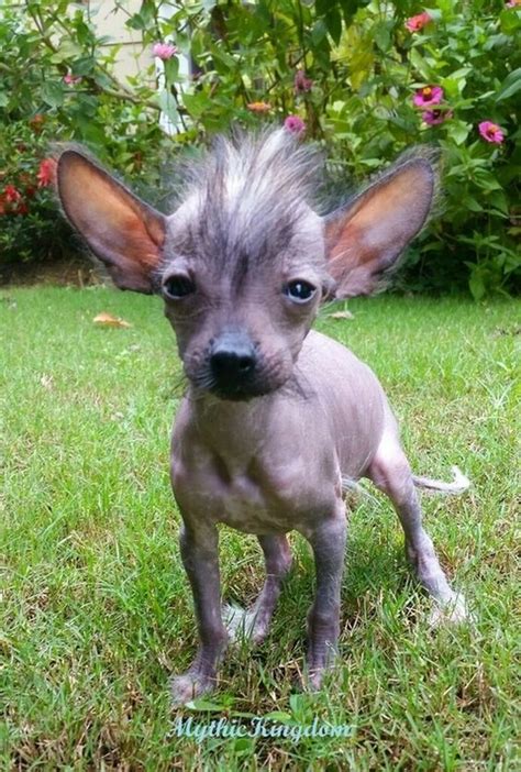 Pin On Hairless Chihuahua