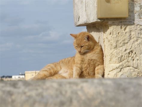 El Gato Maltés The Maltese Cat Cats Animals Kittens