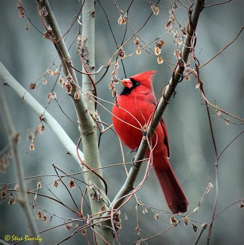 Cardinalwest Virginias State Bird Flickr Photo Sharing