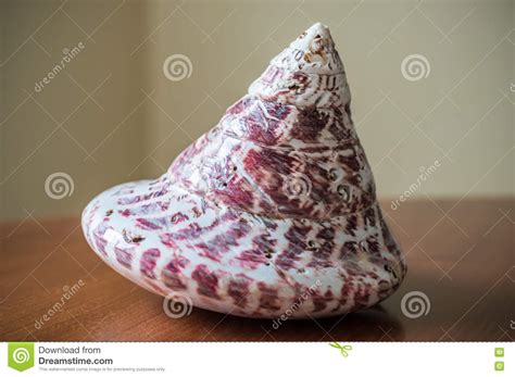 Old Seashell In White Violet Colors Stock Photo Image Of