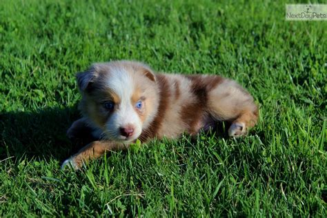 How Much Do Australian Shepherd Puppies Cost Silver Miniature