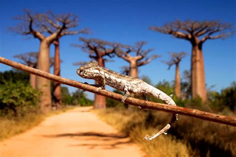 Lallée Des Baobabs Madagascar