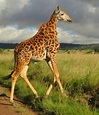 the lesser short necked giraffe | Giraffe, Barn animals, Animals