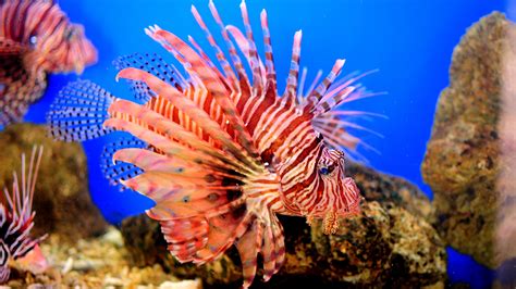 Free Images Underwater Fauna Lionfish Coral Reef
