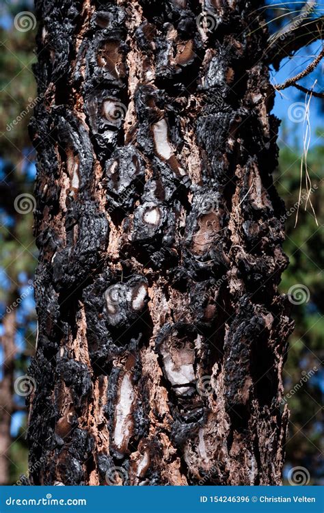 Dark Charred Pine Tree Bark After A Forest Fire Stock Photo Image Of