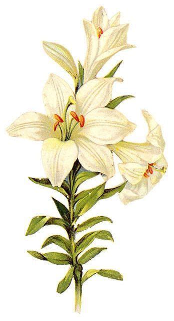 Easter Lily Flower Painting Flower Art Watercolor Flowers